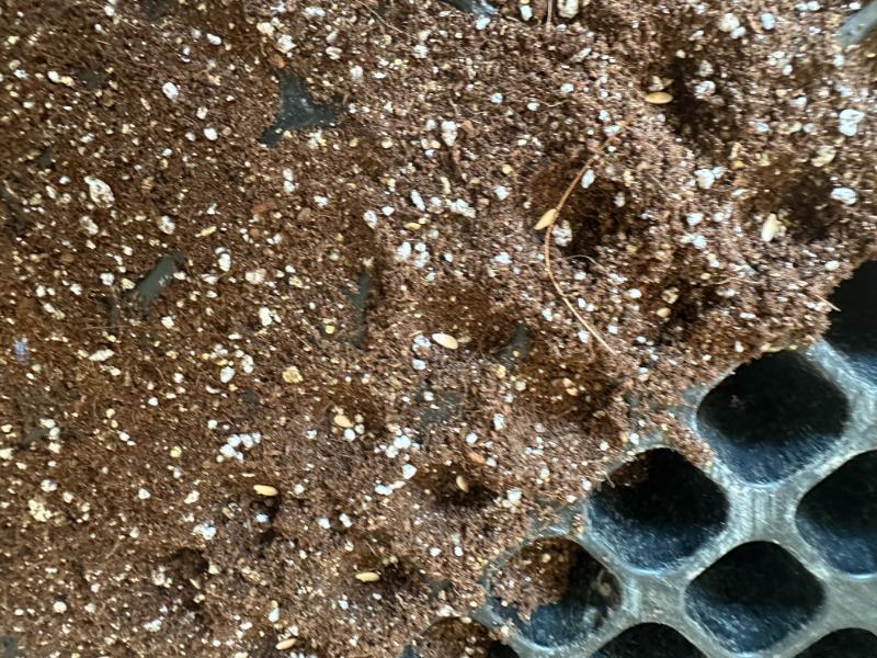 落ち瓜の種まき（4月3日）