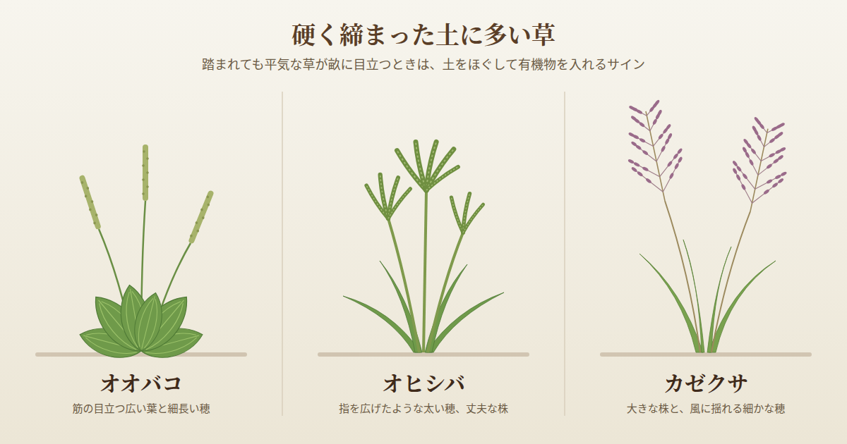 硬く締まった土に多い草