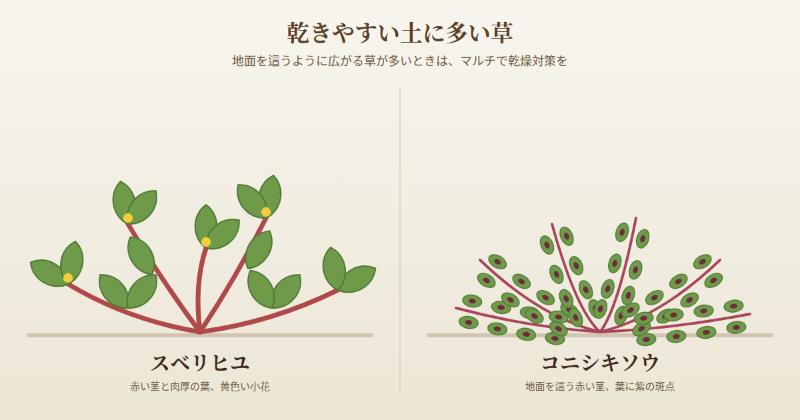 乾きやすい土に多い草