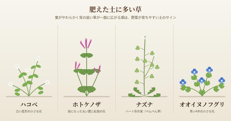 肥えた土に多い草