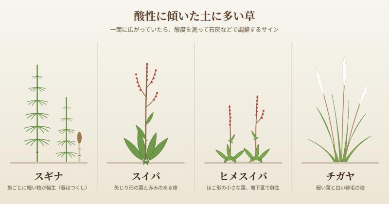 酸性に傾いた土に生える草