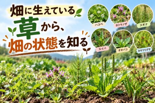 畑に生えている草から、畑の状態を知る