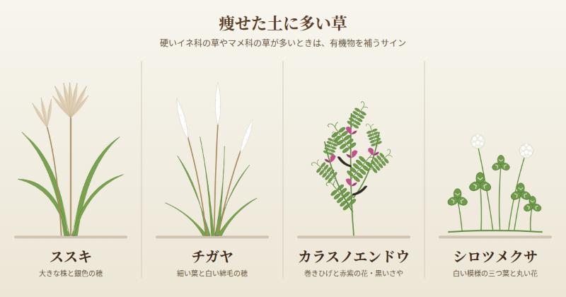 痩せた土に多い草