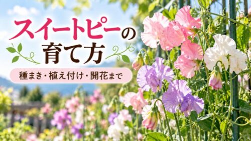 スイートピーの育て方を初心者向けに解説。種まきや植え付けの時期、水やり、支柱の立て方、開花までの栽培ポイントを紹介