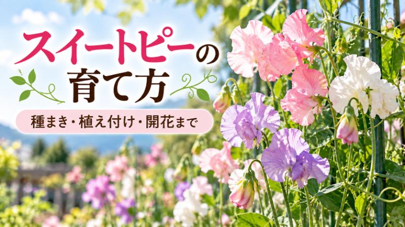 スイートピーの育て方を初心者向けに解説。種まきや植え付けの時期、水やり、支柱の立て方、開花までの栽培ポイントを紹介