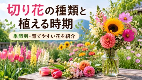 切り花におすすめの種類と植える時期を季節別に解説。ヒマワリ、ダリア、コスモス、チューリップなど、初心者でも育てやすい花を紹介。